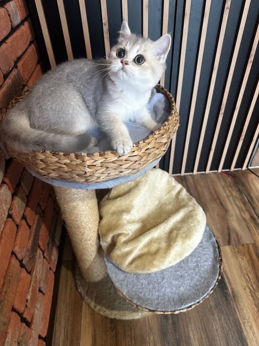 Kot. Brytyjska złota szynszyla w kolorze ay 11