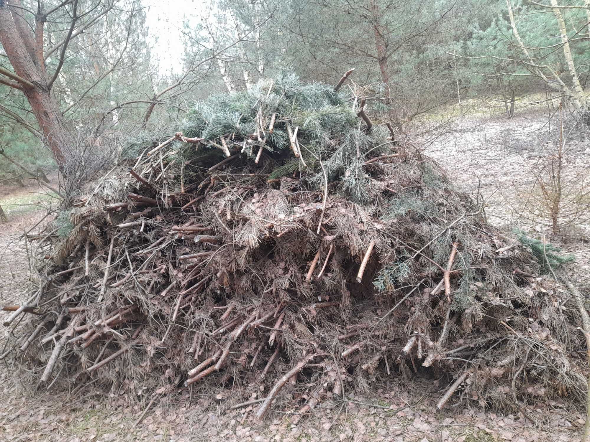 Oddam gałęzie za darmo