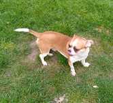 Chihuahua chłopiec