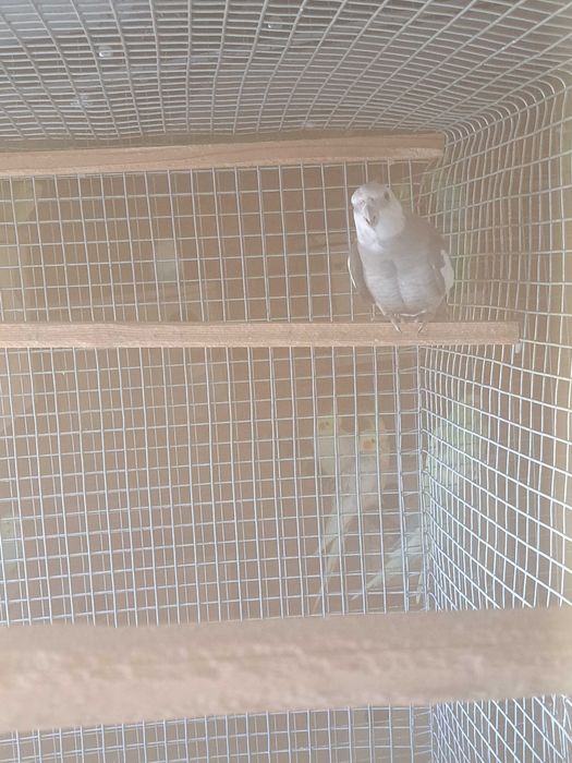 Disponíveis caturras, agapornis e periquitos