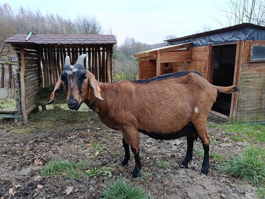 koza anglonubijska częściowo