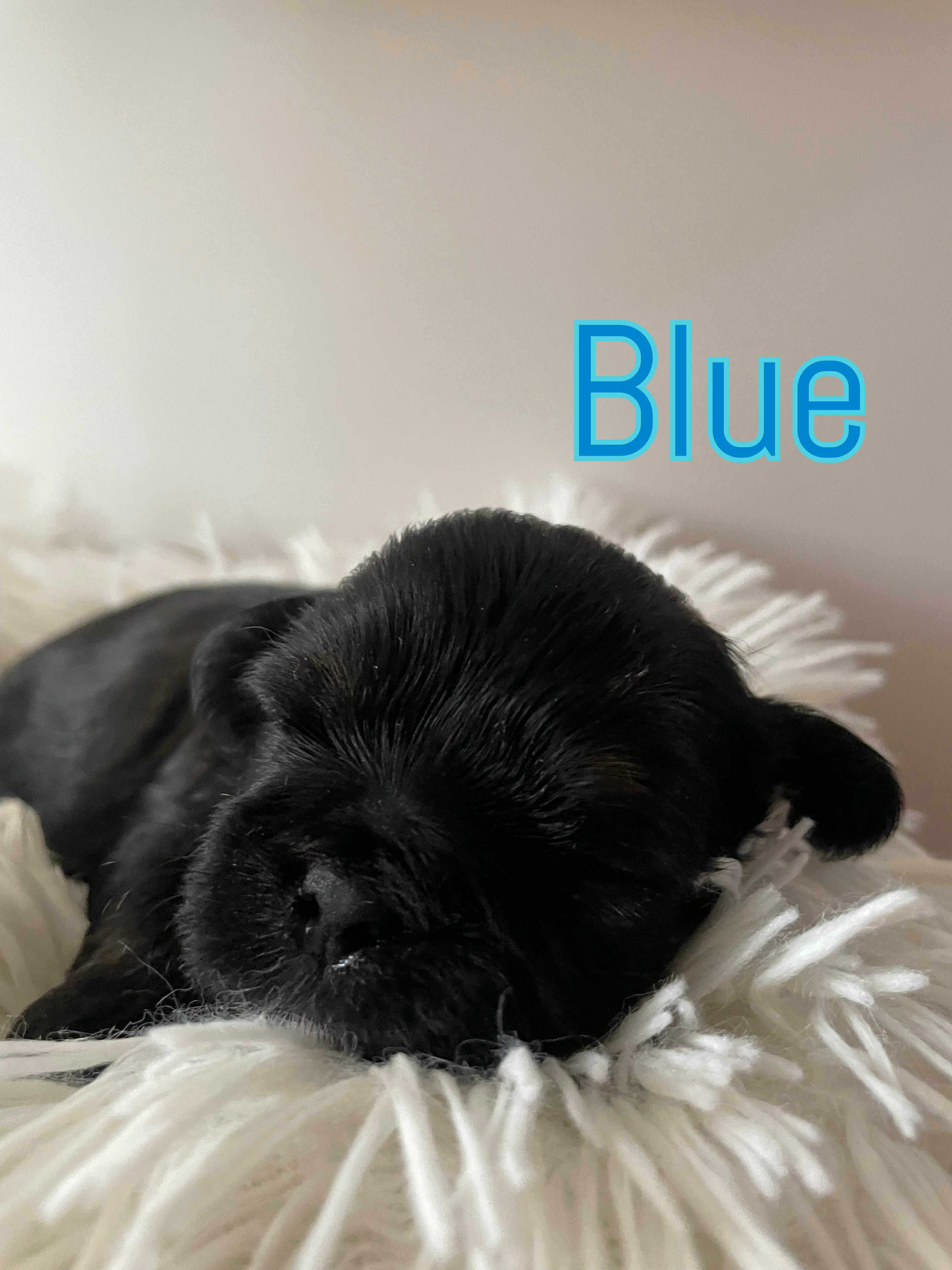Shih tzu z rodowodem