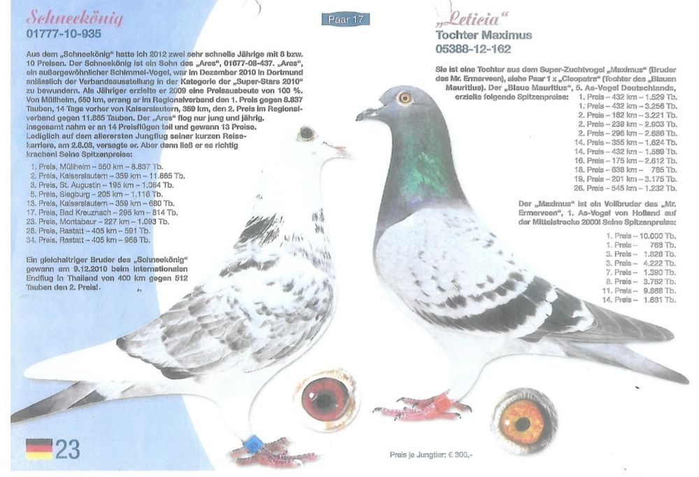 Gołąb pocztowy Samica Artur Frackowiak,, Super Top,, 474,,