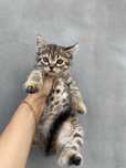 Кошенятка в люблячу родину