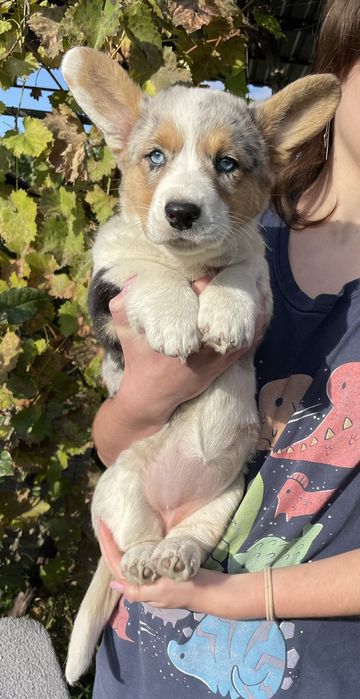 Дівчинка вельш коргі.