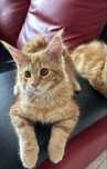 Fêmea Maine Coon - Red Tabby (com LOP)