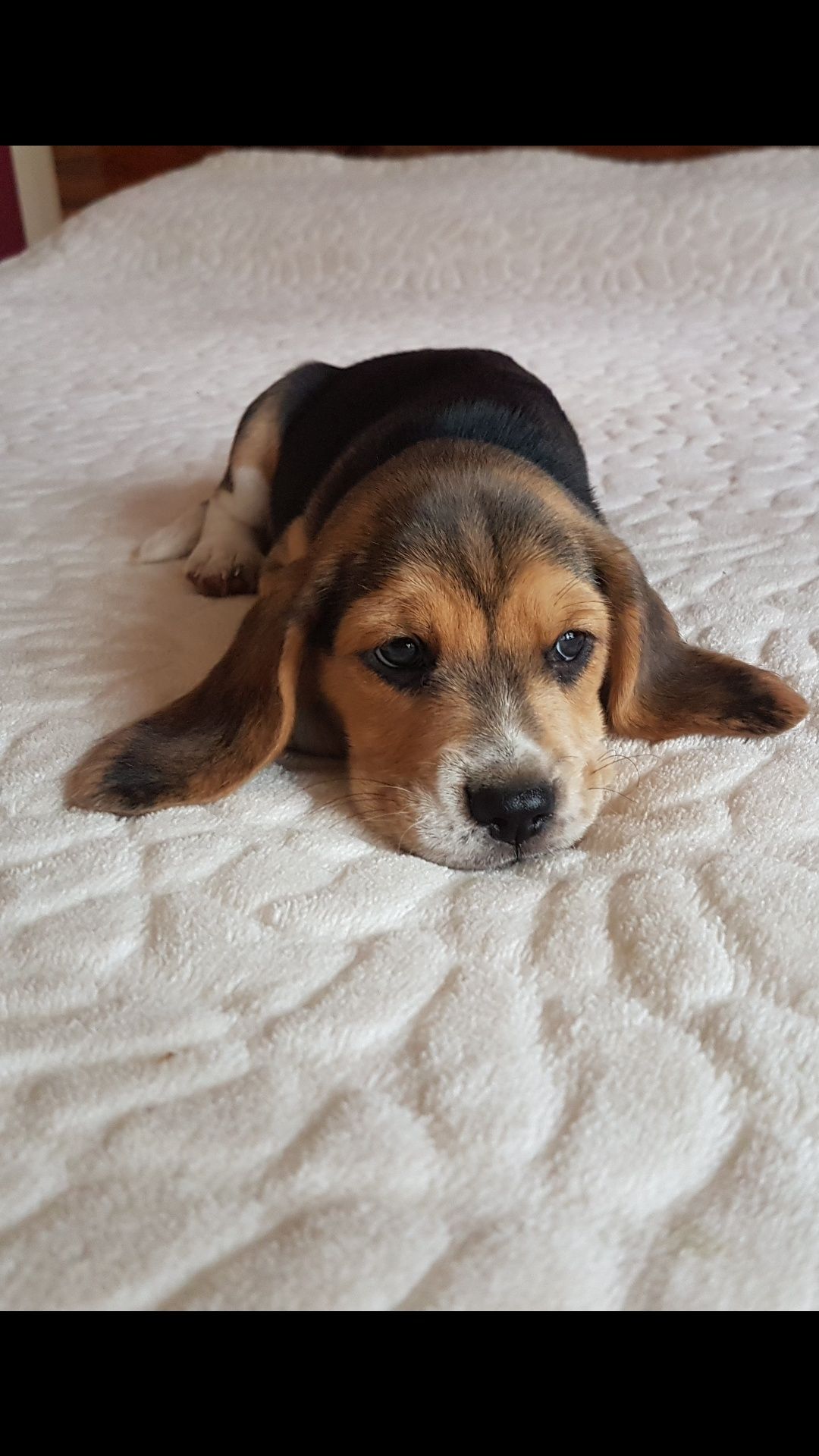Piesek Beagle  ZkwP-FCI  Tricolor Po  Championach   .DNA .