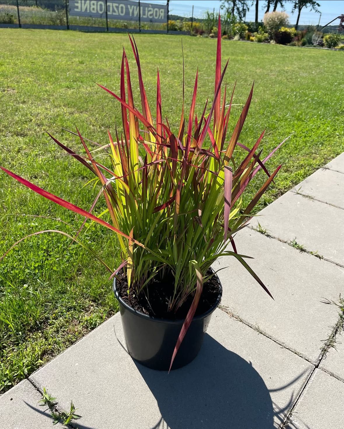 Imperata Red Baron trawa ozdobna