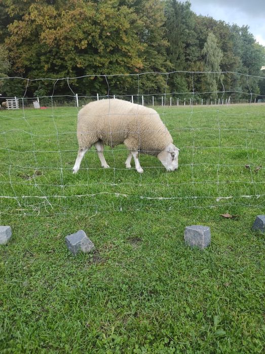 Sprzedam barana rasy texel