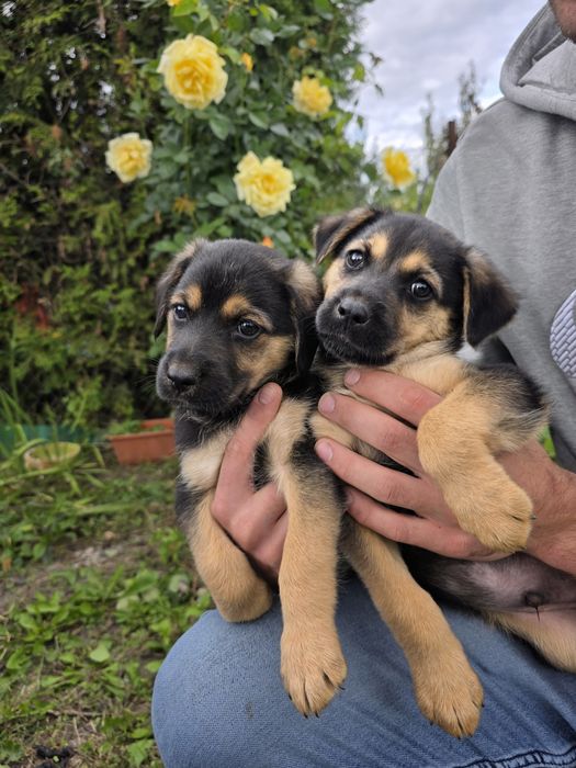 Czaruś i Kubuś do adopcji szczeniaki