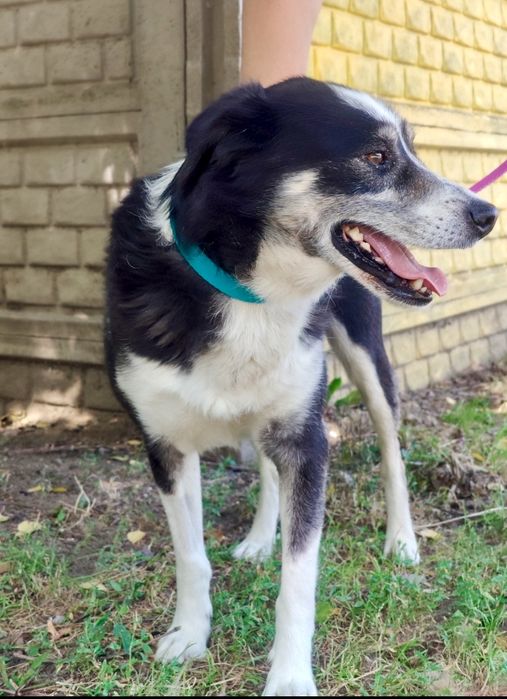 Proszę daj mi szansę i zabierz mnie do domu ...