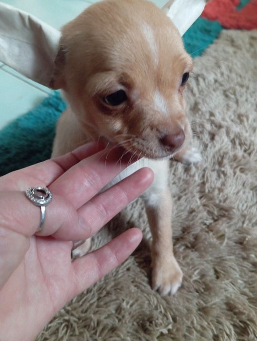 Стандарт чіхухахуа