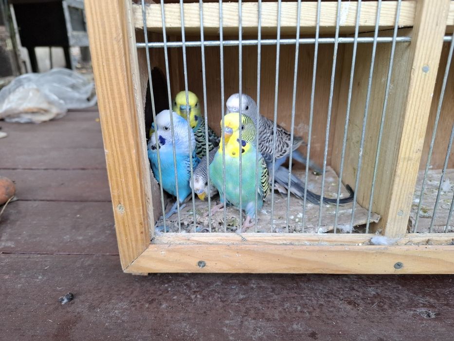 Sprzedam samce faliste