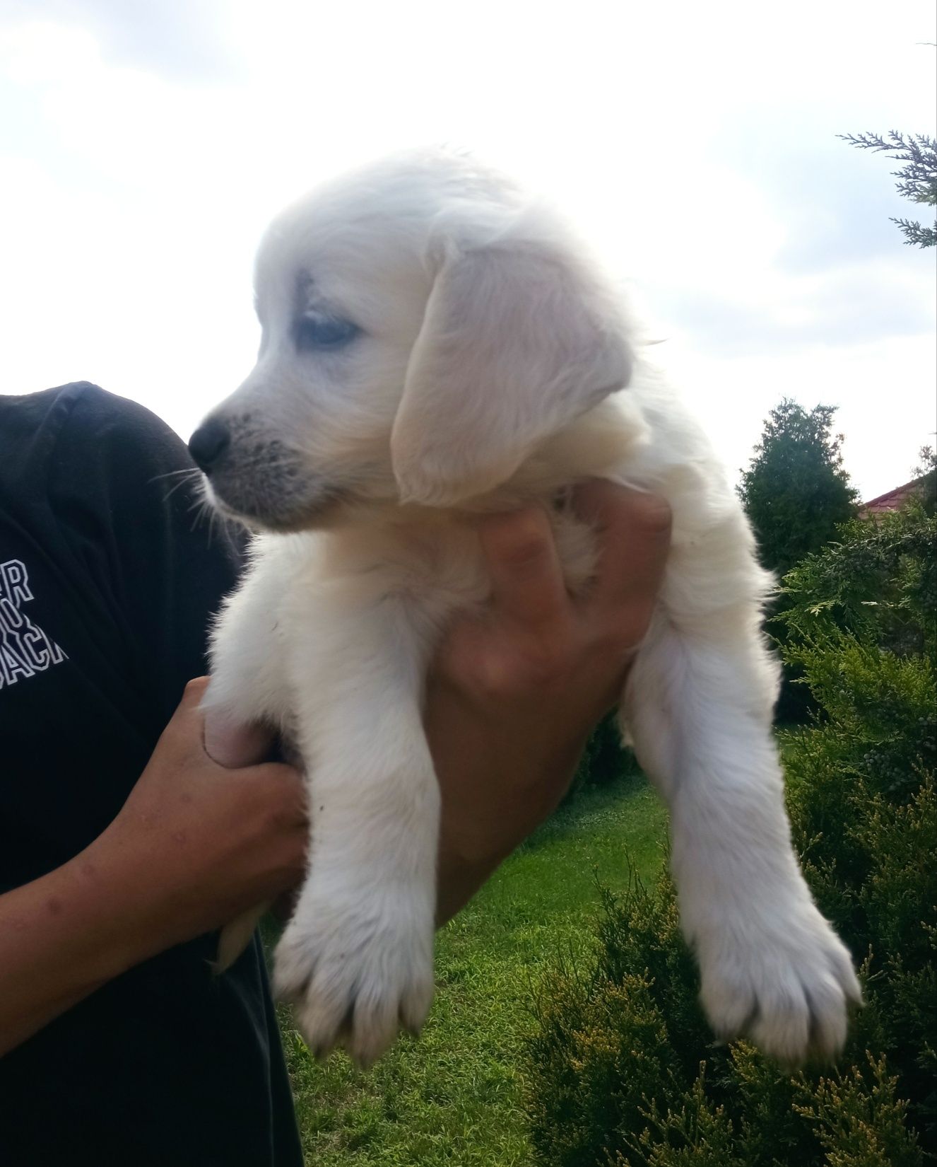 Golden retriever piesek