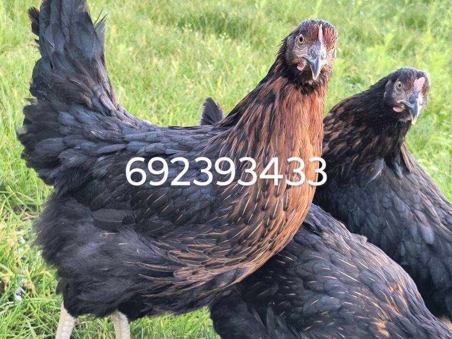 Kury nioski młode kokoszki Rossa dominant leghorn zielononóżki