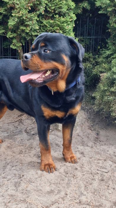 Rottweiler - pies
