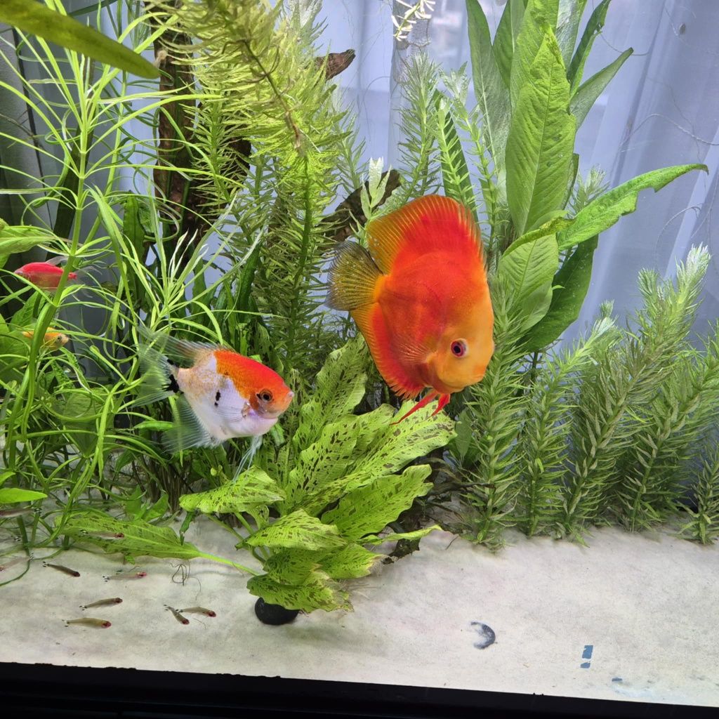 Akwarium Aquel 120 ok. 300litrow z życiem