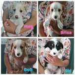 Cachorrinhos 3 meses muito meigos adoção responsável