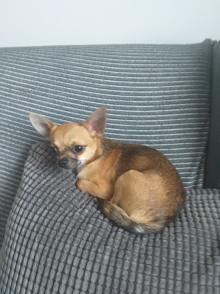 Chihuahua piesek brązowy podpalany z uprawnieniami hodowlanymi, krycie