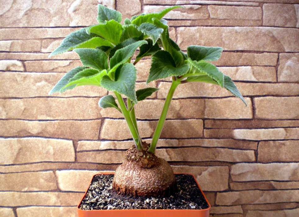 Каудексні рослини – Синнінгія. Синнингия. Sinningia