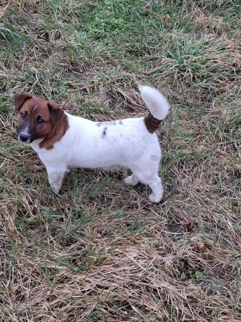 Jack Russell Terrier