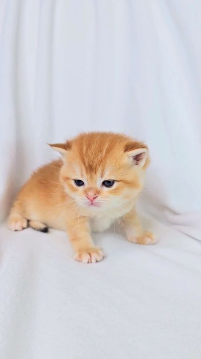 Британские золотые шиншиллы котята - тигрята