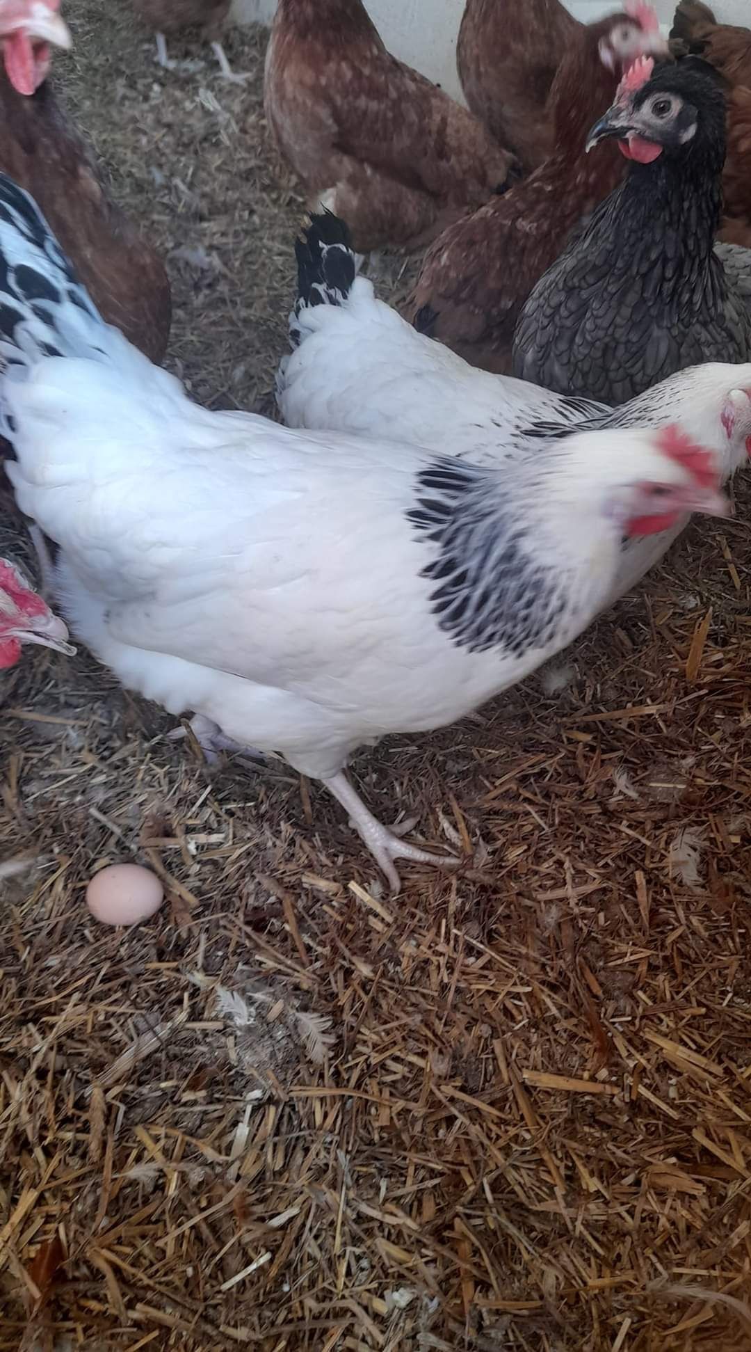 Kury Nioski Leghorn 24 tygodnie! Wysyłka od 10 sztuk.