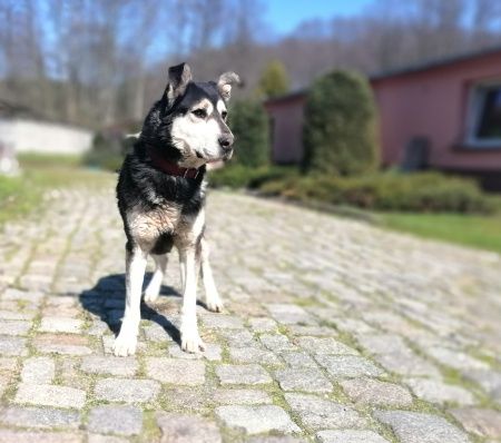 Apollo szuka domu!