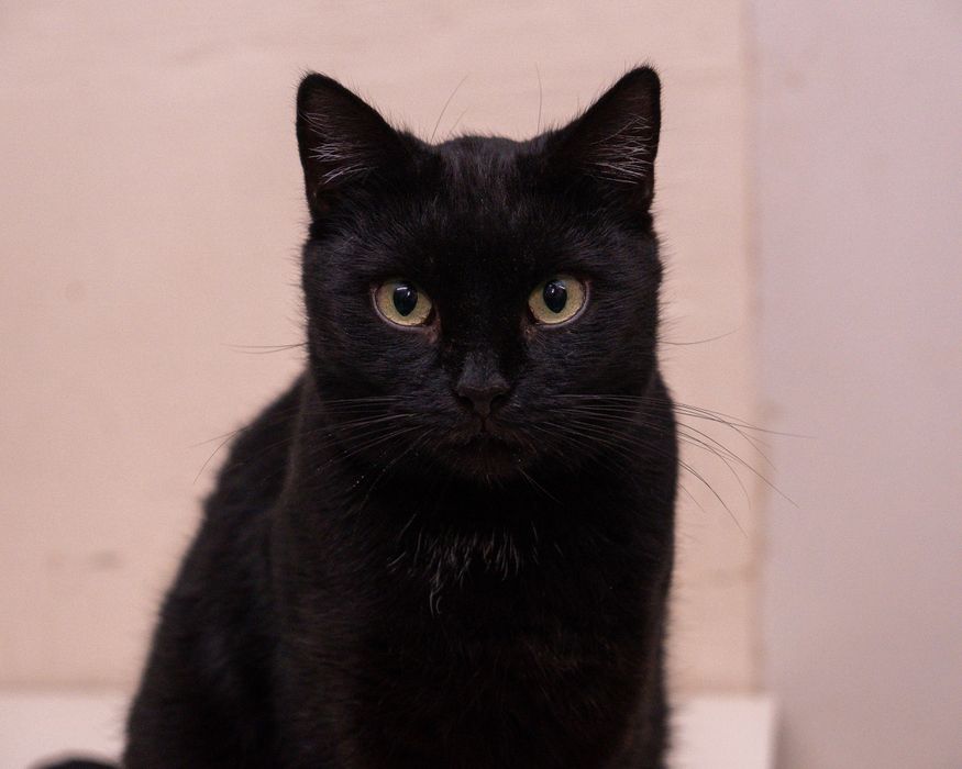 Brownie - czarna kotka czeka na pierwszy PRAWDZIWY dom