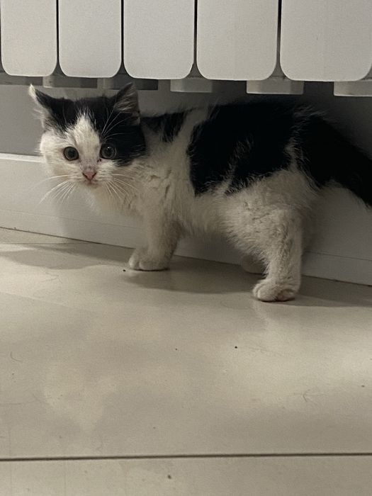 Oddam kotka w dobre recę