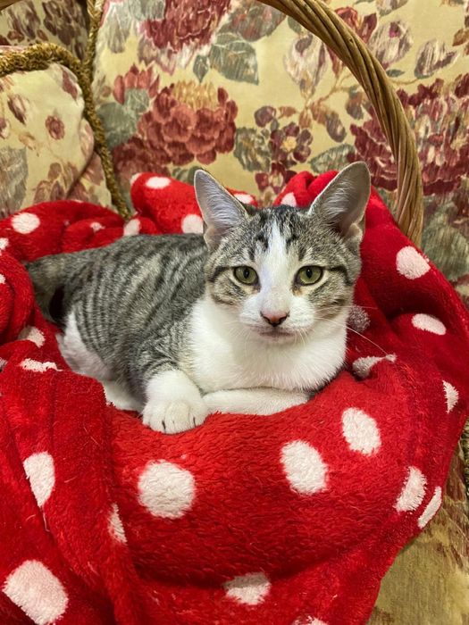 Charlie com 4 meses procura família para a vida