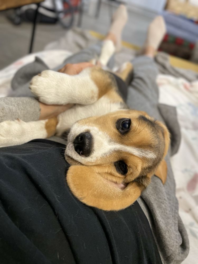 Beagle chłopiec ZKwP/FCI z domowej hodowli