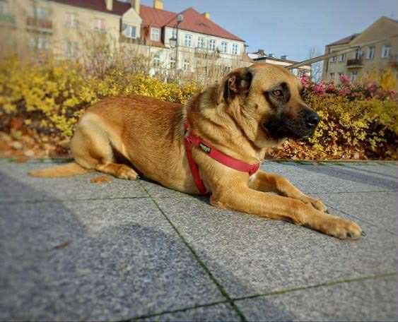 Kajtek – młody, proludzki kanapowiec szuka domu