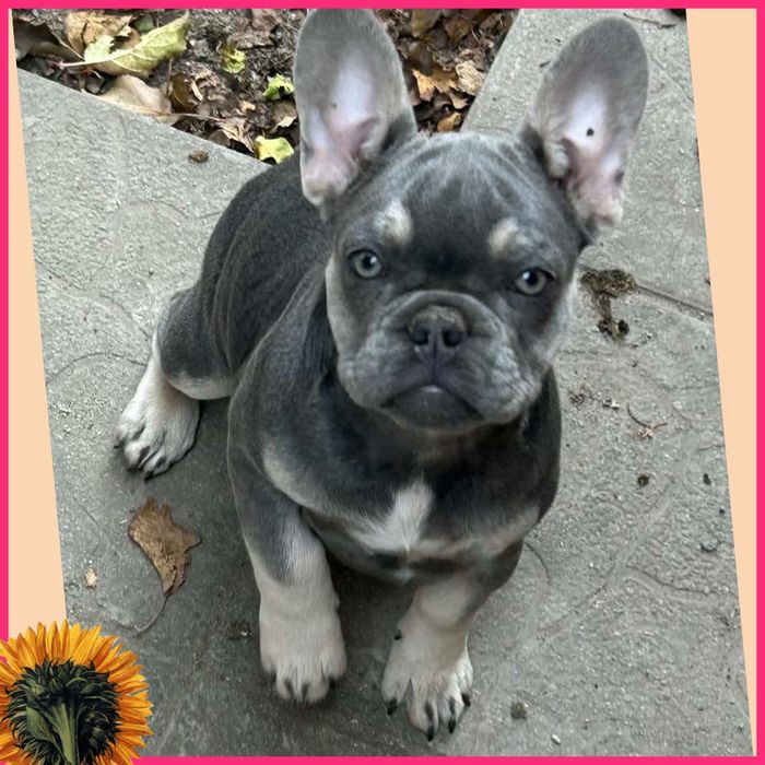 Відмінна якість бульдожки