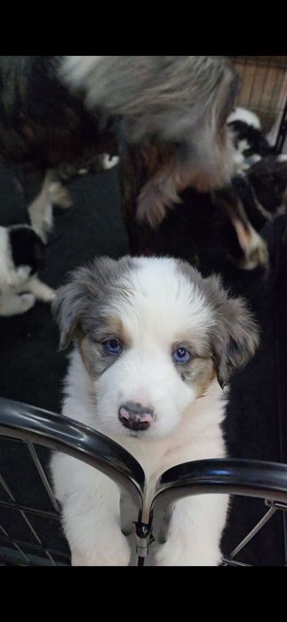 Border Collie blue marle tricolor, czarno białe