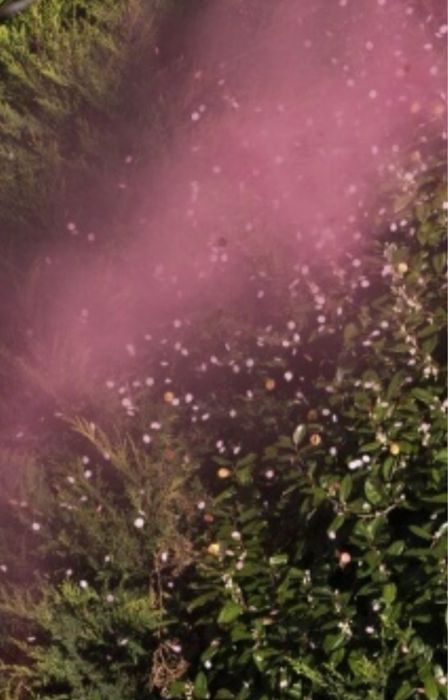 Canhão de fumo e confetis Rosa