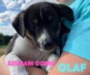 7 szczeniąt do adopcji