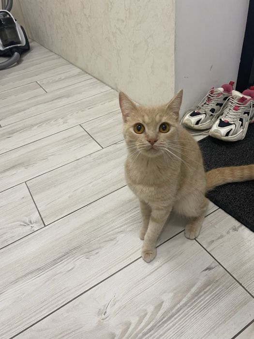 Віддам вдобрі куки