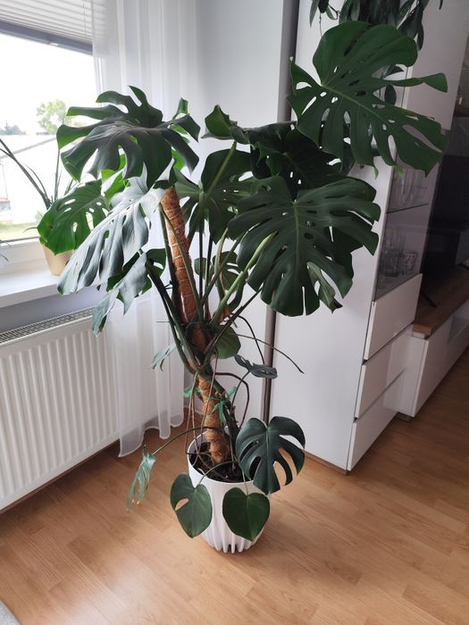 Monstera deliciosa 155 cm wysokość