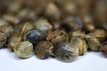 Nasiona konopi 3 sztuki Strawberry Haze Auto Jungleweed+ GRATISY!!!