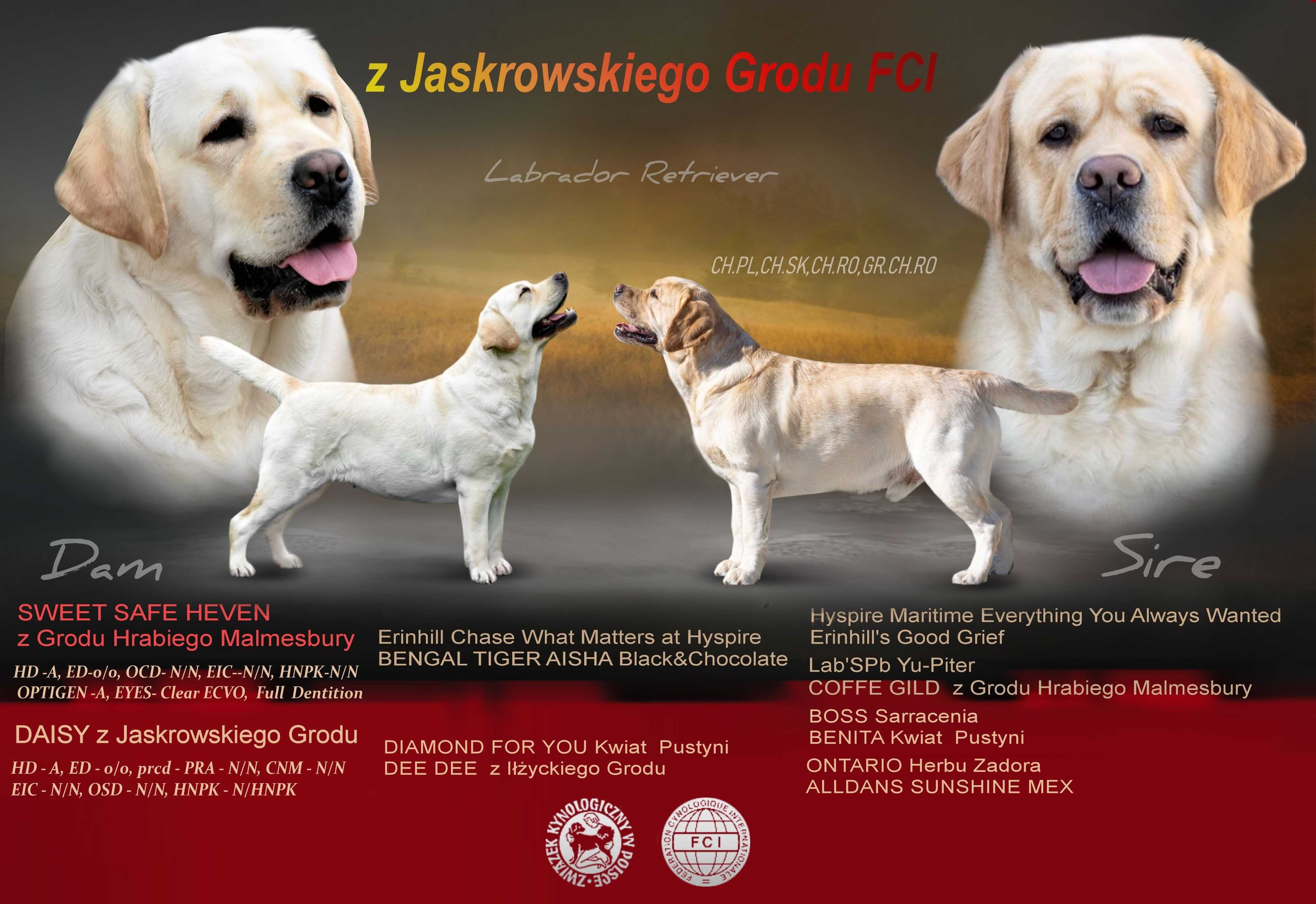 szczenię Labrador Retriever ZKwP/FCI