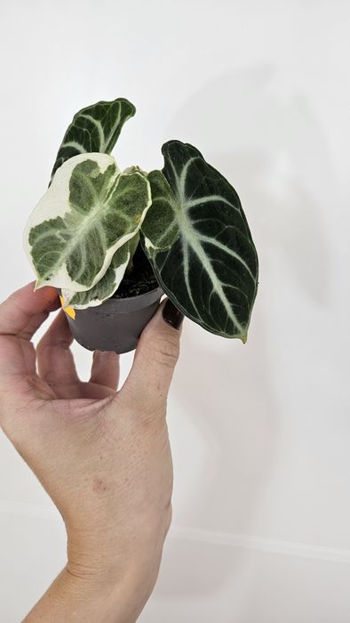 Alocasia ninja variegata alocasia