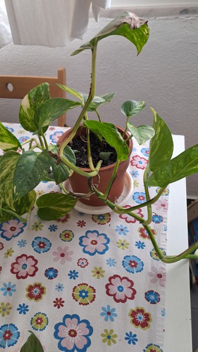 Plantas de Photos