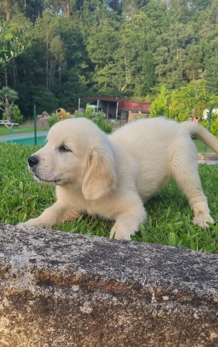 Golden Retriever C/ LOP e Afixo