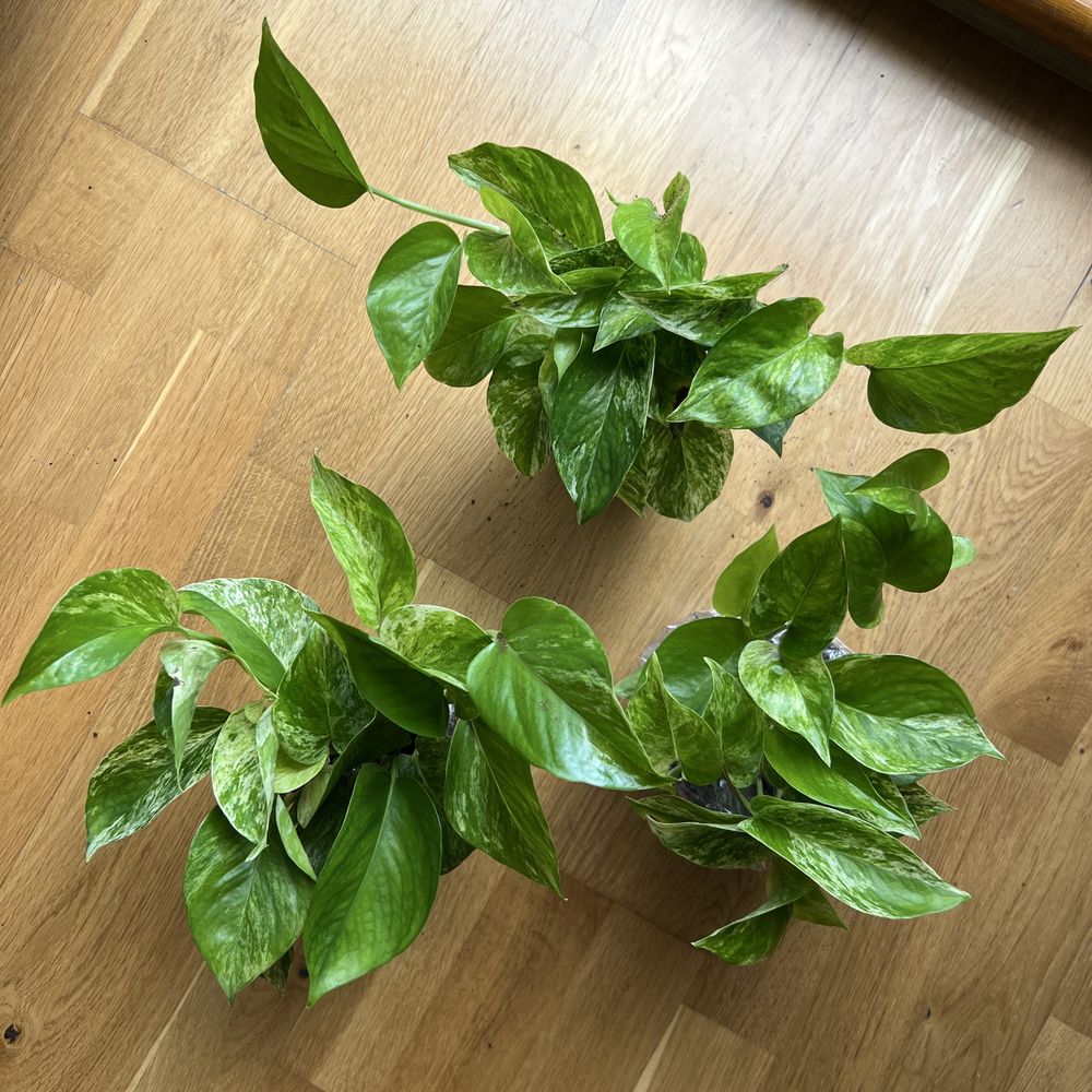 Epipremnum pinnatum MARBLE QUEEN kolekcjonerska