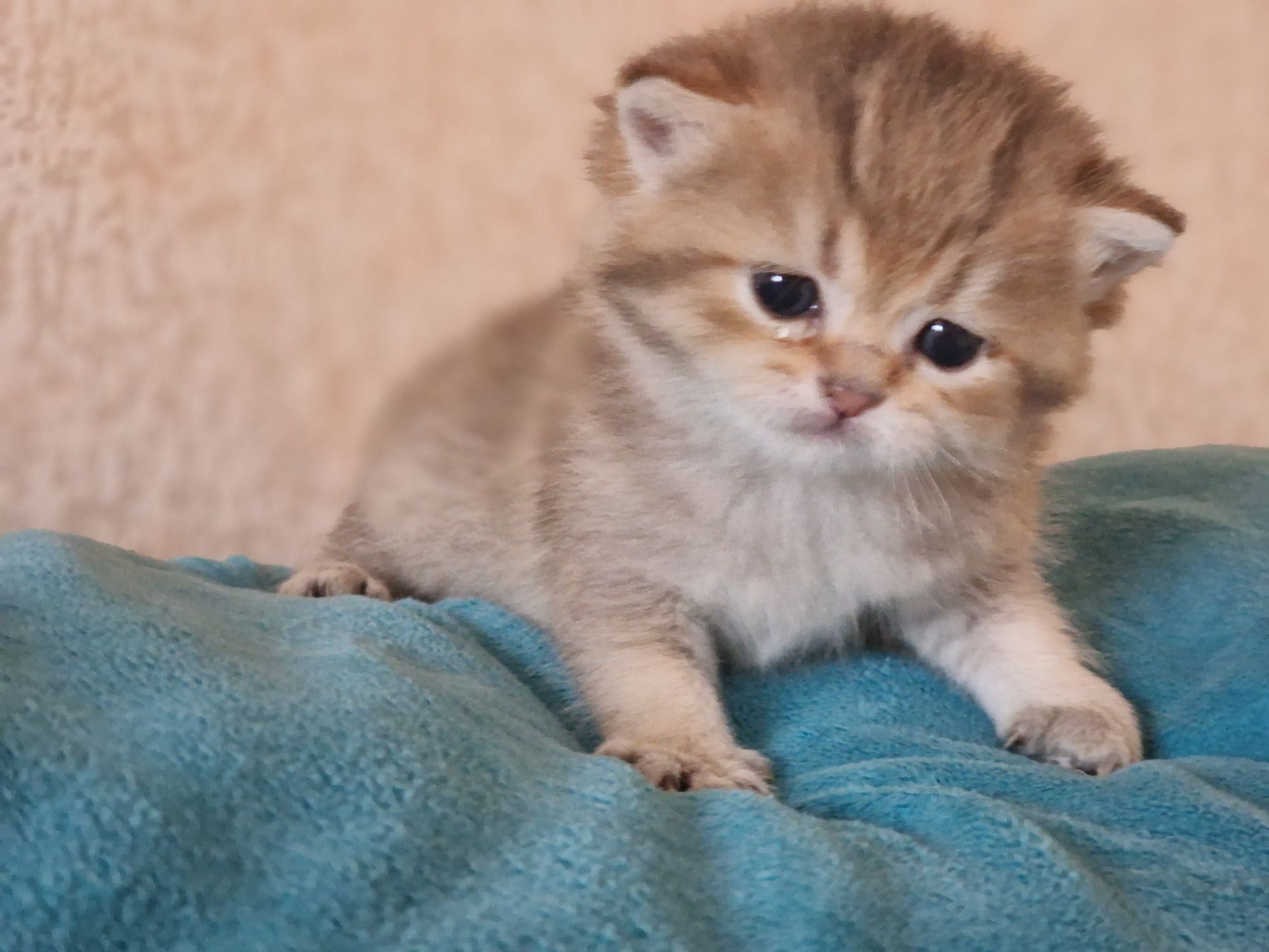 Розплідник Luxio Family пропонує кошенят золотої шиншили британської