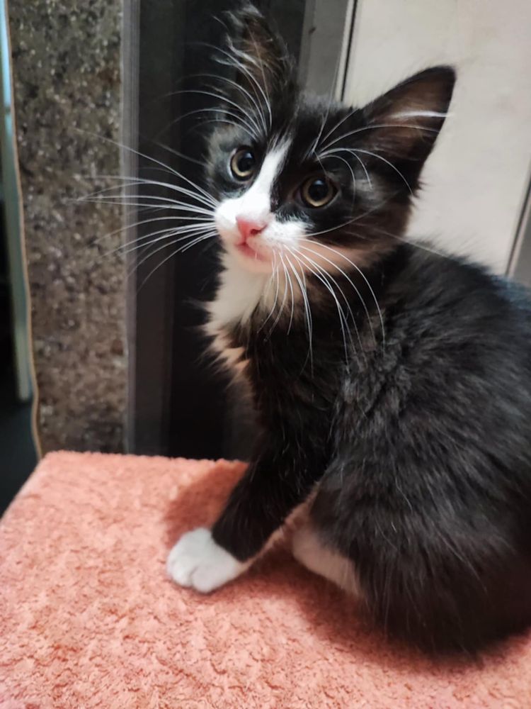 Котик шукає домівку