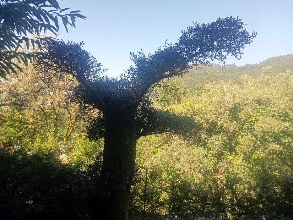 Oliveira para jardim