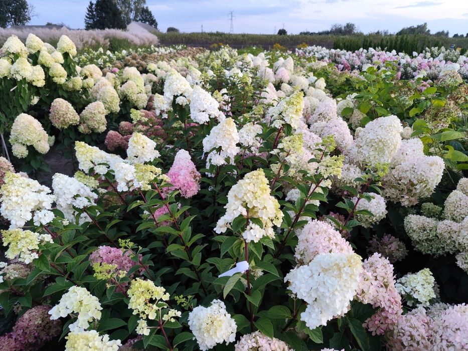 Hortensje bukietowe i krzewiaste