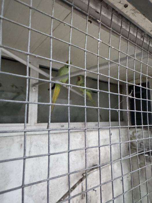 Vendo ou troco Ring necke por grandes aslexabdrinos